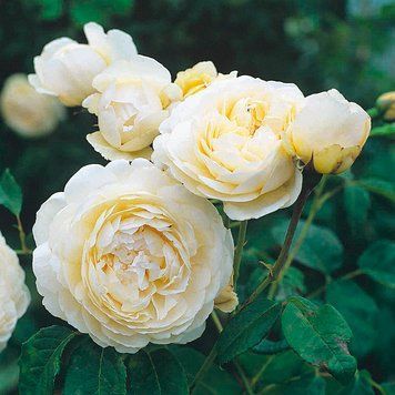 Троянда англійська Пейшенс (Patience) PLANT-154 фото