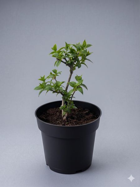 Гортензія волотиста 'Petit Cherry' PLANT-204 фото