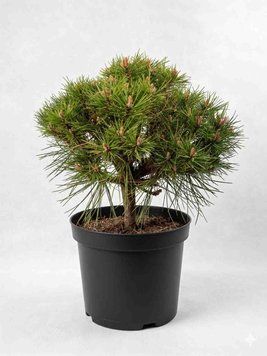 Сосна чорна 'Maria' PLANT-055 фото