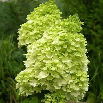 Гортензія волотиста 'Mohito' PLANT-208 фото