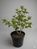 Калина (Viburnum)