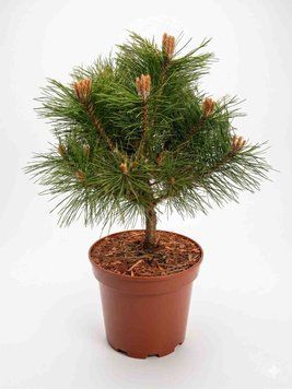 Сосна чорна 'Bayo' PLANT-056 фото