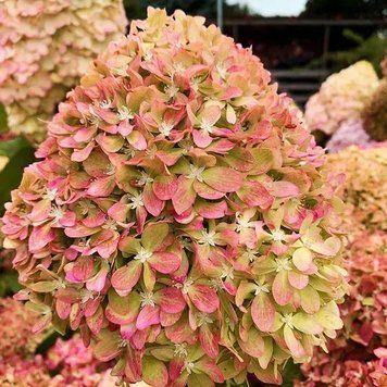 Гортензія волотиста 'Pixio' PLANT-210 фото