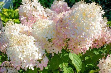 Гортензія волотиста 'Phantom' PLANT-214 фото