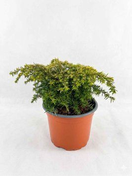 Тсуга канадська 'Jeddeloh' PLANT-061 фото