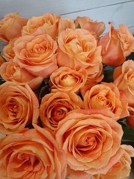 Троянда чайно-гібридна Оранж Краш (Orange Crush) PLANT-166 фото