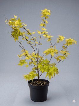 Клен пальмолистий 'Orange Dream' PLANT-073 фото