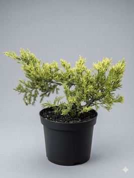 Ялівець горизонтальний 'Variegata' PLANT-015 фото