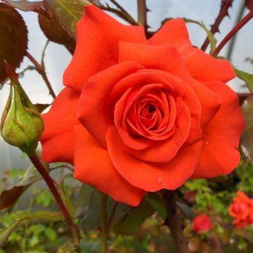 Троянда плетиста Саліта (Salita) PLANT-143 фото