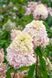 Гортензія волотиста 'Magical Sweet Summer' PLANT-193 фото 1