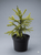 Ялина (Picea)