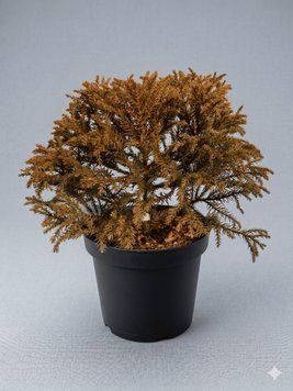 Криптомерія японська 'Kamasan' PLANT-089 фото