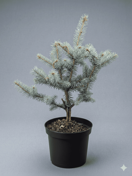 Ялина колюча 'Blue Diamond' PLANT-018 фото