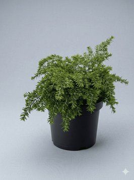 Тсуга канадська 'Jeddeloh' PLANT-110 фото