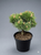 Кизильник (Cotoneaster)