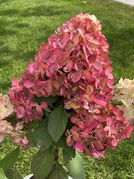 Гортензія волотиста 'Bonfire' PLANT-180 фото