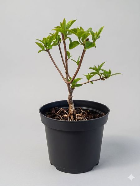 Гортензія волотиста 'Bonfire' PLANT-180 фото