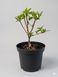 Гортензія волотиста 'Bonfire' PLANT-180 фото 2