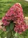 Гортензія волотиста 'Bonfire' PLANT-180 фото 1
