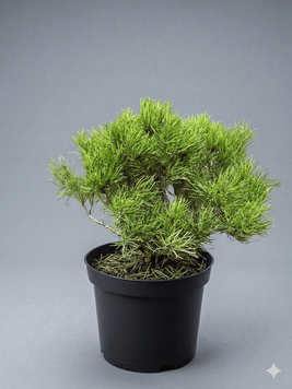Сосна гірська 'Pumilio' PLANT-027 фото