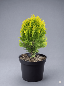 Біота (Туя східна) 'Aurea Nana' PLANT-032 фото