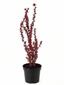 Барбарис Тунберга 'Red Compact' PLANT-082 фото