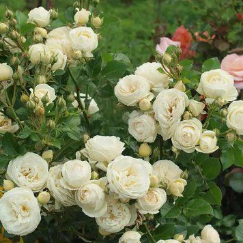 Троянда штамбова 'Wedding Piano' PLANT-138 фото