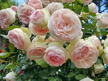 Троянда штамбова 'Pierre de Ronsard' PLANT-139 фото