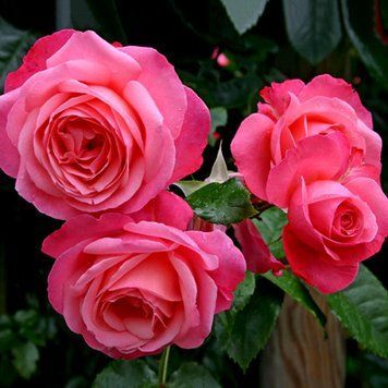 Троянда плетиста Розана (Rosanna) PLANT-145 фото
