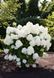 Гортензія волотиста 'Living Summer Snow' PLANT-190 фото 4