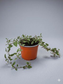 Плющ звичайний (Hedera helix) PLANT-097 фото
