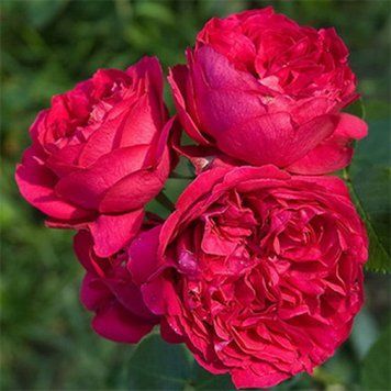 Троянда англійська Ред Еден Роуз (Red Eden Rose) PLANT-149 фото