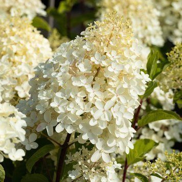 Гортензія волотиста 'Silver Dollar' PLANT-199 фото